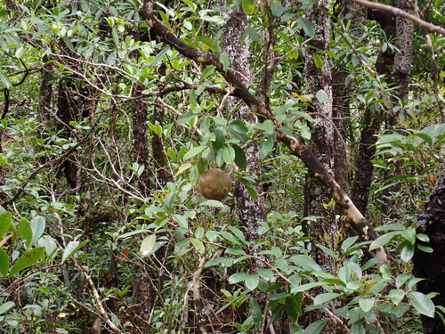 Xylocarpus granatum, photograph 3