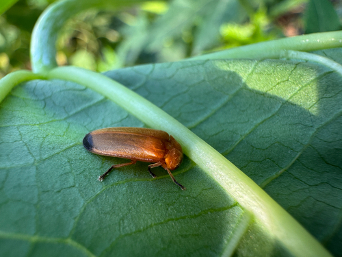 Abscondita anceyi