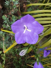 Campanula persicifolia
