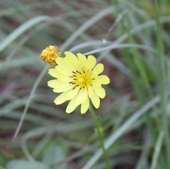 Pyrrhopappus pauciflorus