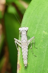 Amorphoscelis annulicornis
