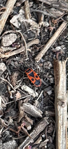 European Firebug