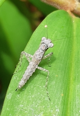 Amorphoscelis annulicornis