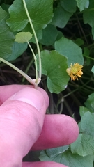 Ficaria verna bulbilifera