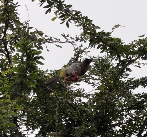 Common Bulbul