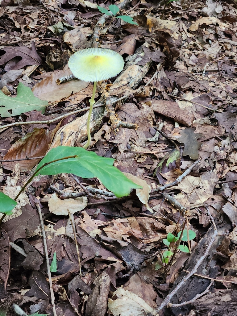 Fragile Dapperling · August 2026 · photo: Photo: (c) Wooded Creek Wanderer, some rights reserved (CC BY) · iNaturalist