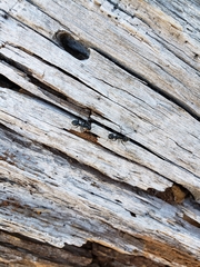 Camponotus laevissimus