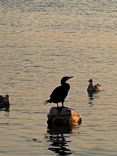 Great Cormorant