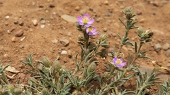 Spergularia bocconei