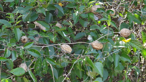 Calabaza estropajo (Luffa operculata)