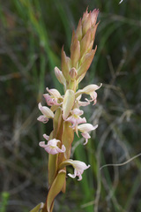 Satyrium bicorne × erectum