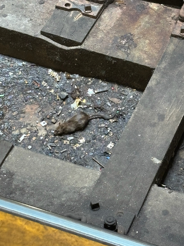 Rat photographed near here on 2026-08-02