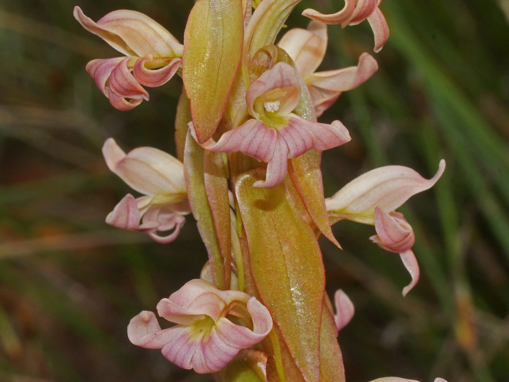 Satyrium bicorne × erectum
