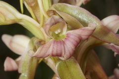 Satyrium bicorne × erectum