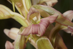 Satyrium bicorne × erectum