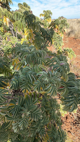 Melianthus comosus, photograph 3