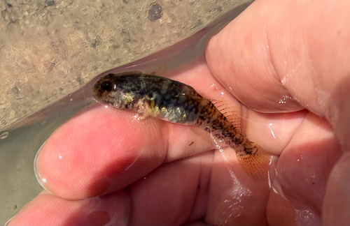 Seaboard goby (Gobiosoma ginsburgi) — Gobiidae — 5