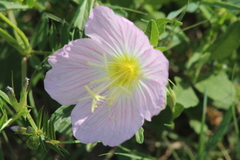 Oenothera speciosa