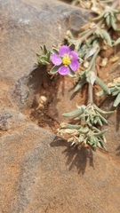 Spergularia bocconei