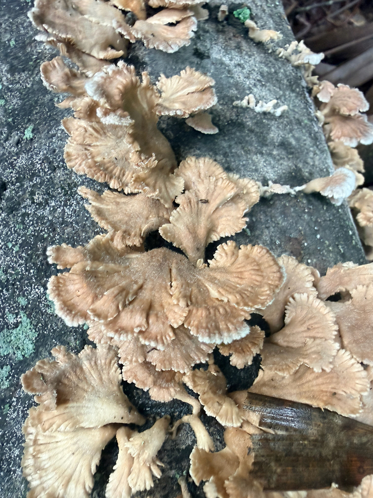 splitgill mushroom · August 2026 · photo: Photo: (c) Melissa Meadows, some rights reserved (CC BY) · iNaturalist