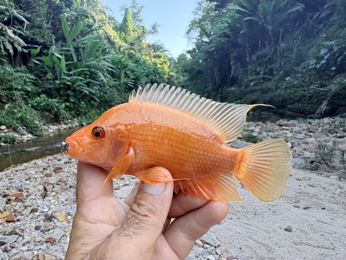 Red devil cichlid (Amphilophus labiatus) — Cichlidae — 3