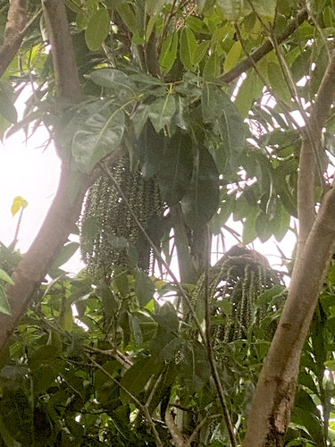 Caryota mitis observed 2026-01-05