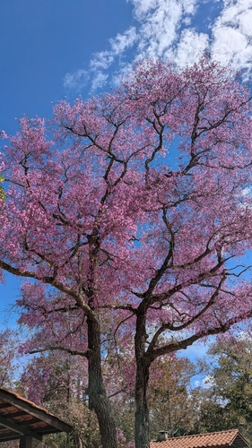 Physocalymma scaberrimum