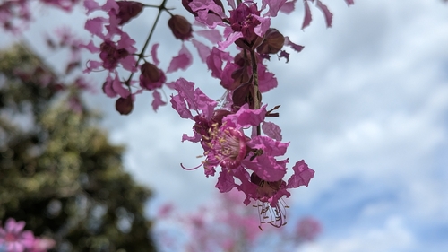 Physocalymma scaberrimum, photograph 5