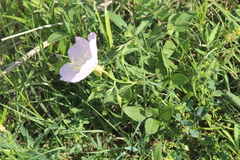 Oenothera speciosa