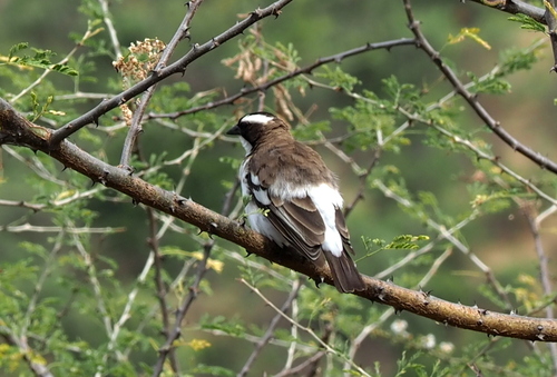White-browed Sparrow-Weaver