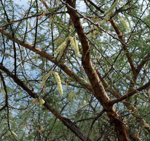Gum Acacia