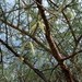 Acacia oliveri