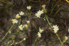 Lachnaea funicaulis