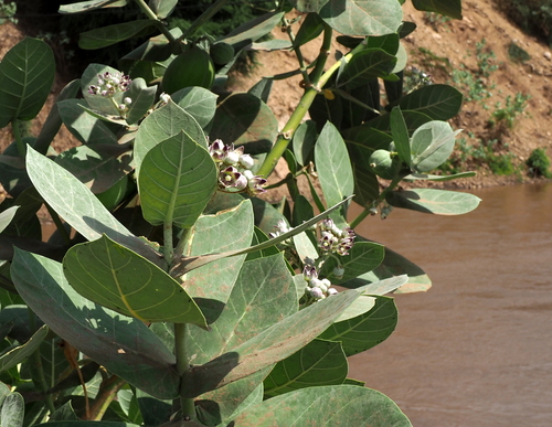 giant milkweed