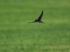 Hirundo rustica