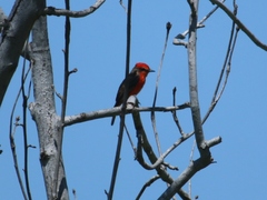 Pyrocephalus rubinus