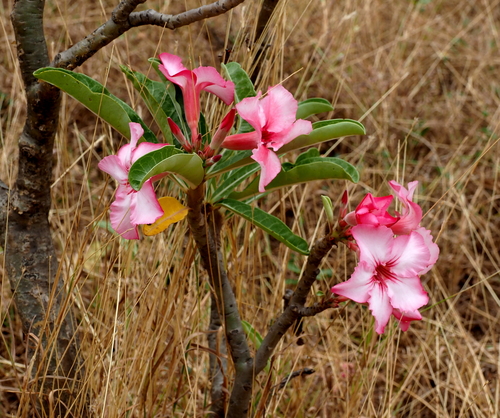 desert rose
