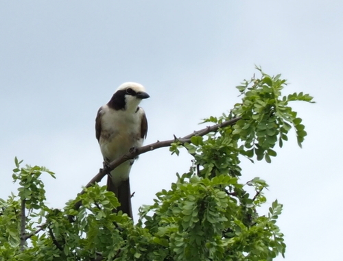 White-rumped Shrike