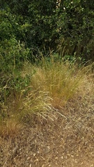 Melica californica
