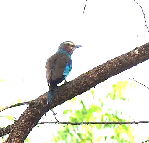 Lilac-breasted Roller