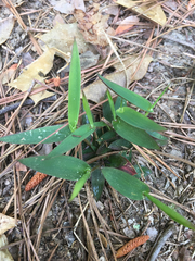 Dichanthelium commutatum