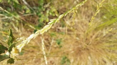 Melica californica