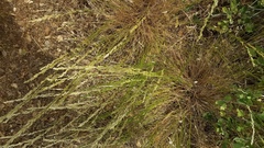 Melica californica