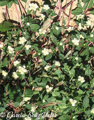 Gomphrena fuscipellita