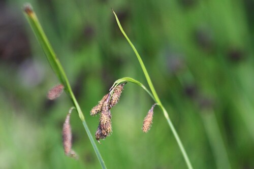 Carex mertensii, photograph 3