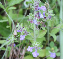Scutellaria drummondii