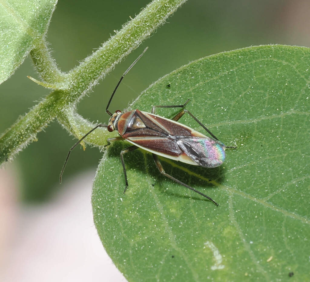 Lopidea arizonae