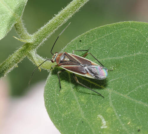 Lopidea arizonae