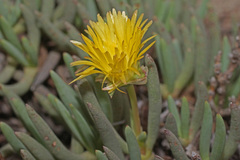 Cephalophyllum loreum