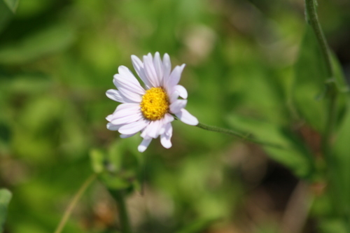 Erigeron glacialis, photograph 3